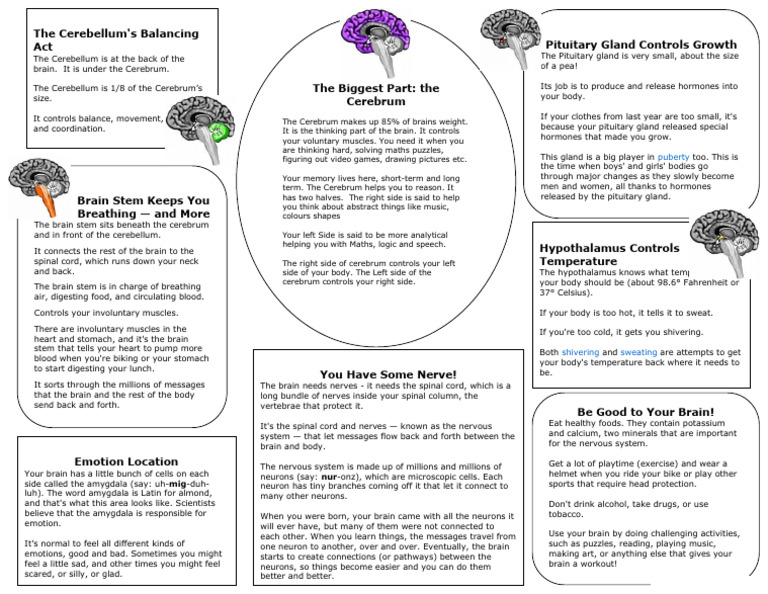 Parts of the Brain Handout | PDF | Brain | Central Nervous System