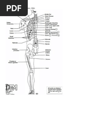 チャップマン反射　Chapman's Reflexes ハンドブック Chapmans Reflexes Chart – Your Musculoskeletal Specialist
