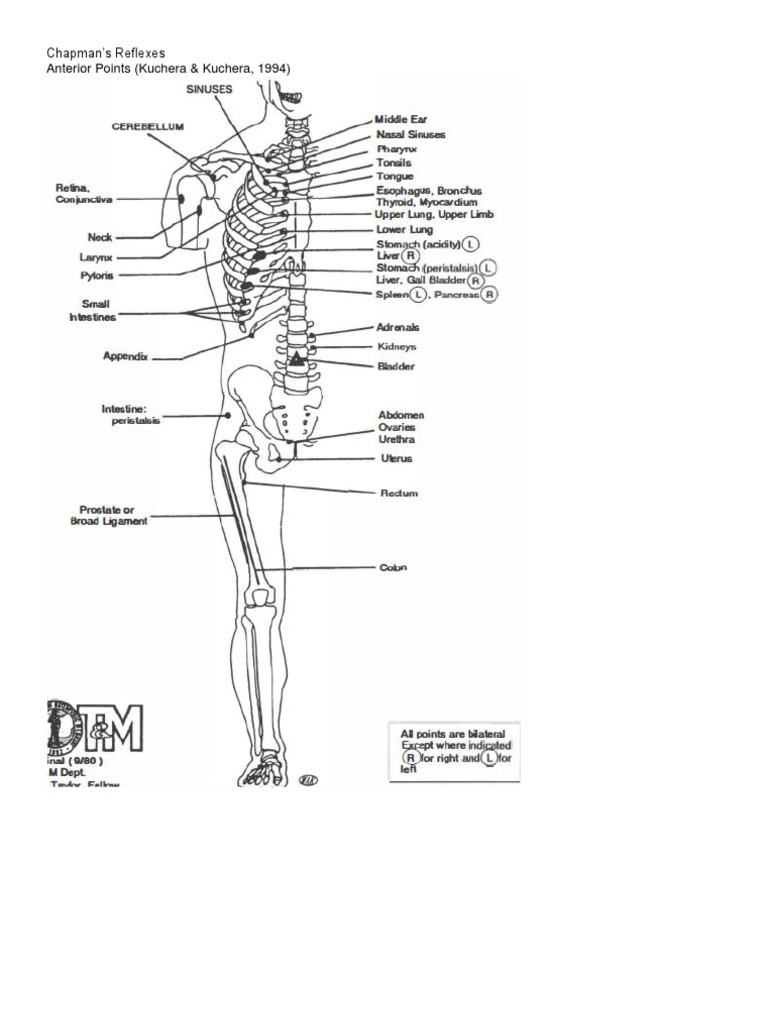 チャップマン反射　Chapman's Reflexes ハンドブック Chapmans Reflexes | PDF | Vertebra | Anatomical Terms Of