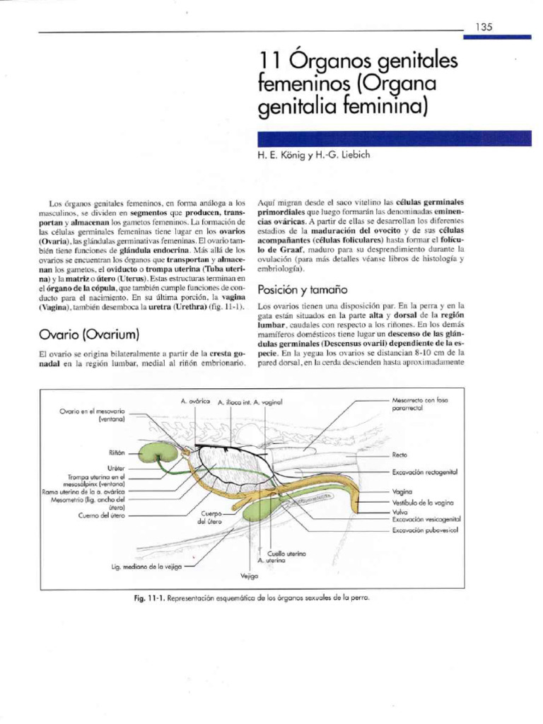 organos-femeninos-pdf