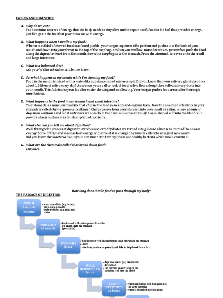 Digestive System Flow Chart | PDF | Digestion | Human Digestive System