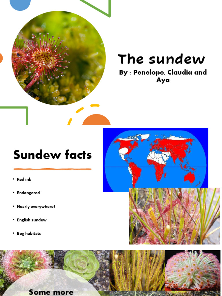 Slay Sundew | PDF