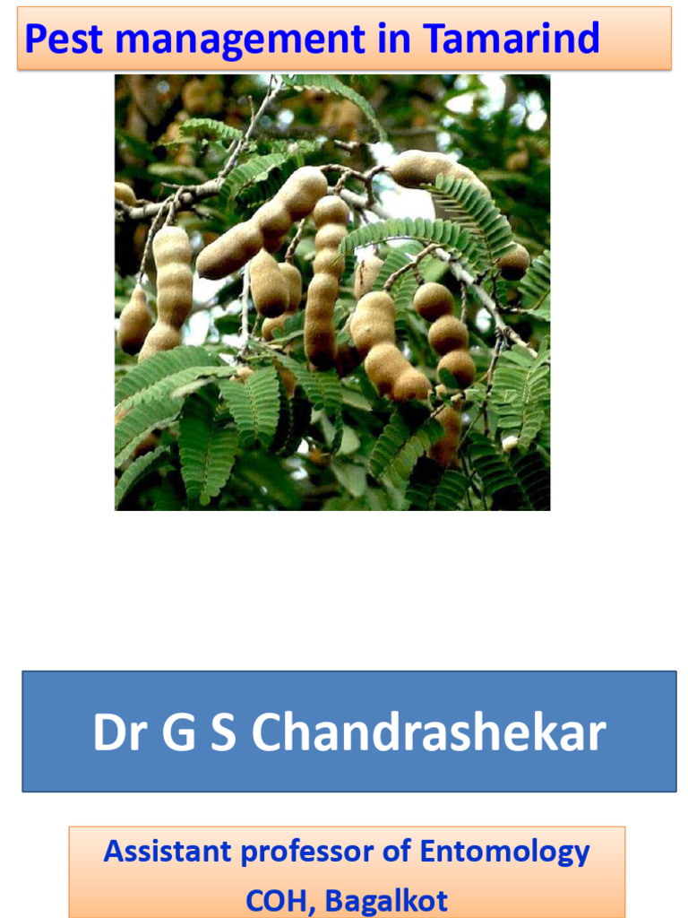 ENT 510 Tamarind and Dragon Fruit 12.03.2026 | PDF | Insects And Humans ...
