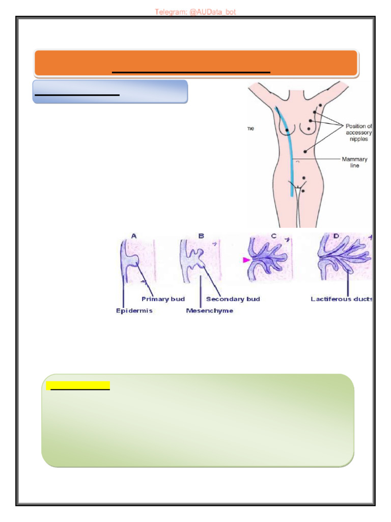 Surgery Moataz Part 3 | PDF | Breast | Breast Cancer