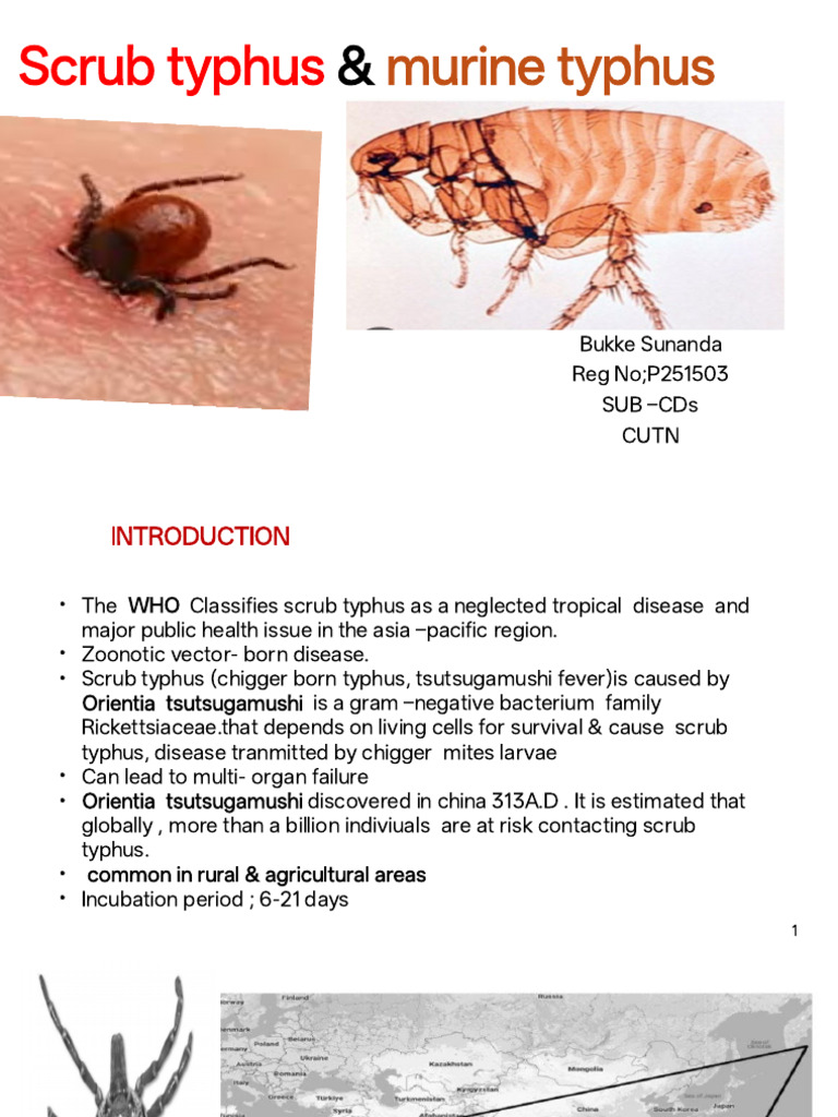 Scrub typhus murine typhus | PDF | Health Sciences | Medical Specialties