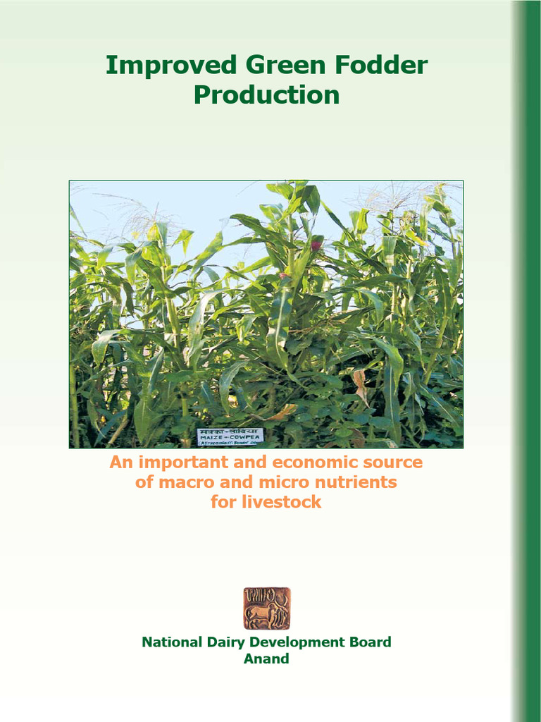 Improved Green Fodder Production-Eng | PDF | Cereals | Legume