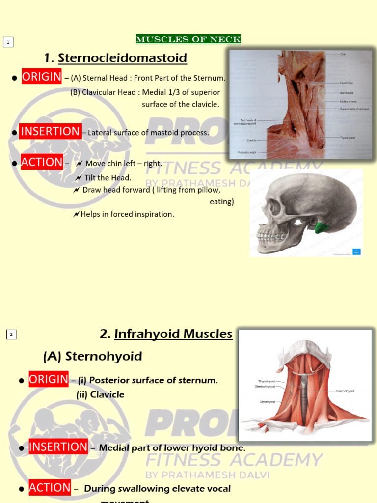 Major Muscles | PDF | Anatomical Terms Of Motion | Shoulder