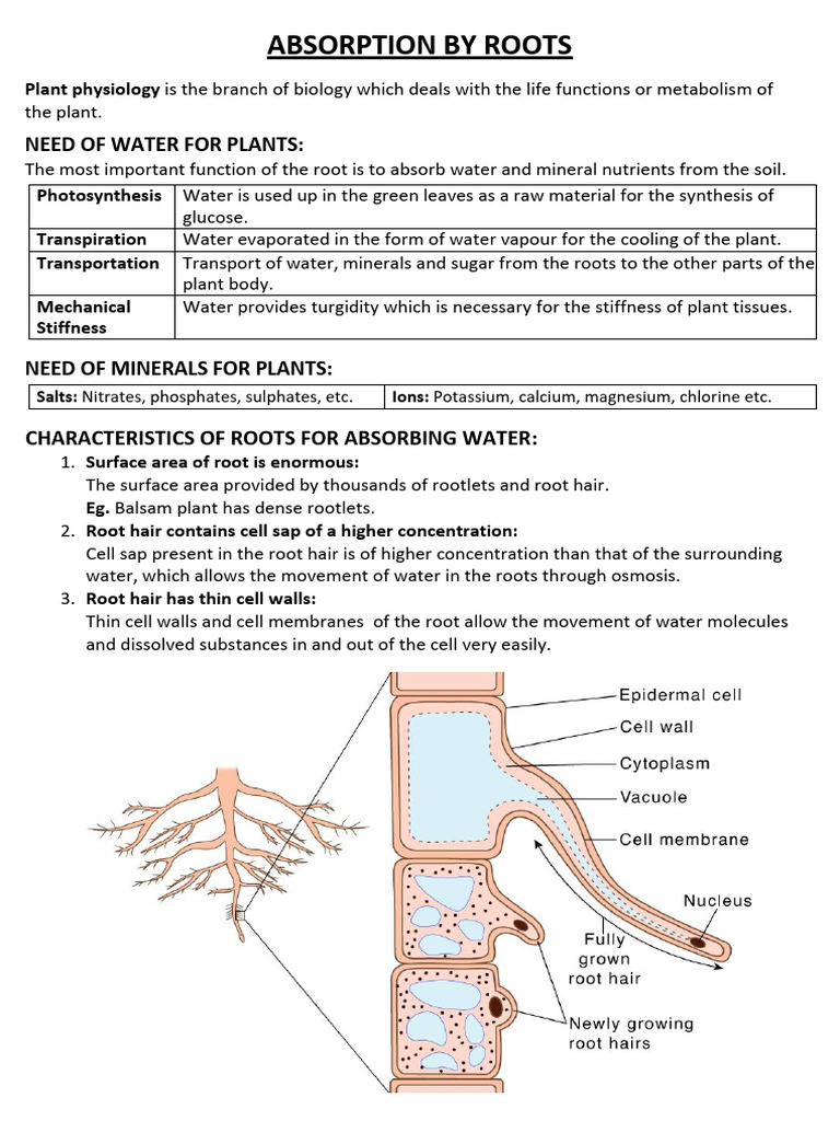 Class X ICSE - Biology (Absorption by Roots) | PDF | Osmosis | Cell Biology