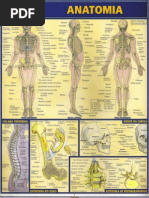 Download Resumo - Anatomia by ToNy Cosmo SN103601901 doc pdf
