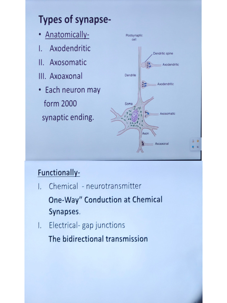 synapse | PDF