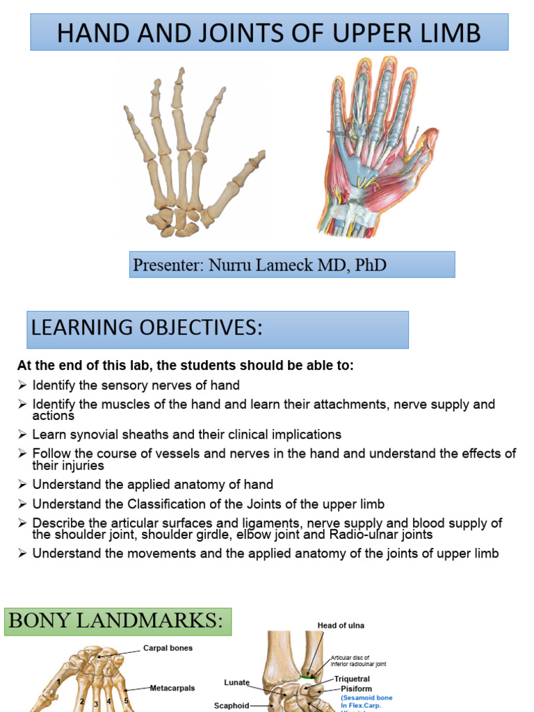 Lab 5-Hand-Joints Upper Limb | PDF | Thumb | Hand