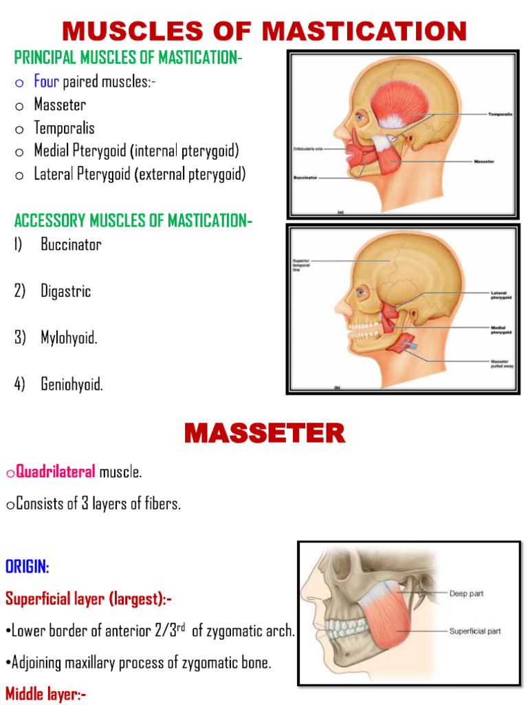 Muscles of Mastication (2) | PDF