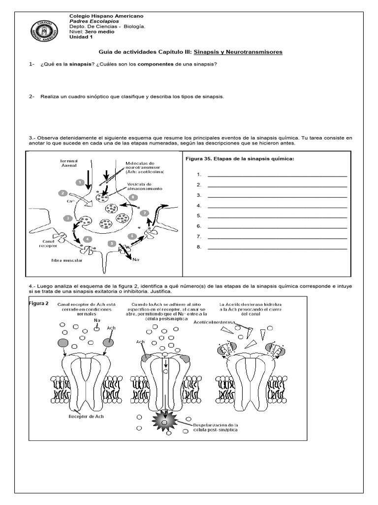 Unidad 1-Guia3_ Actividades Sinapsis_3 | PDF | Sinapsis | Neurona