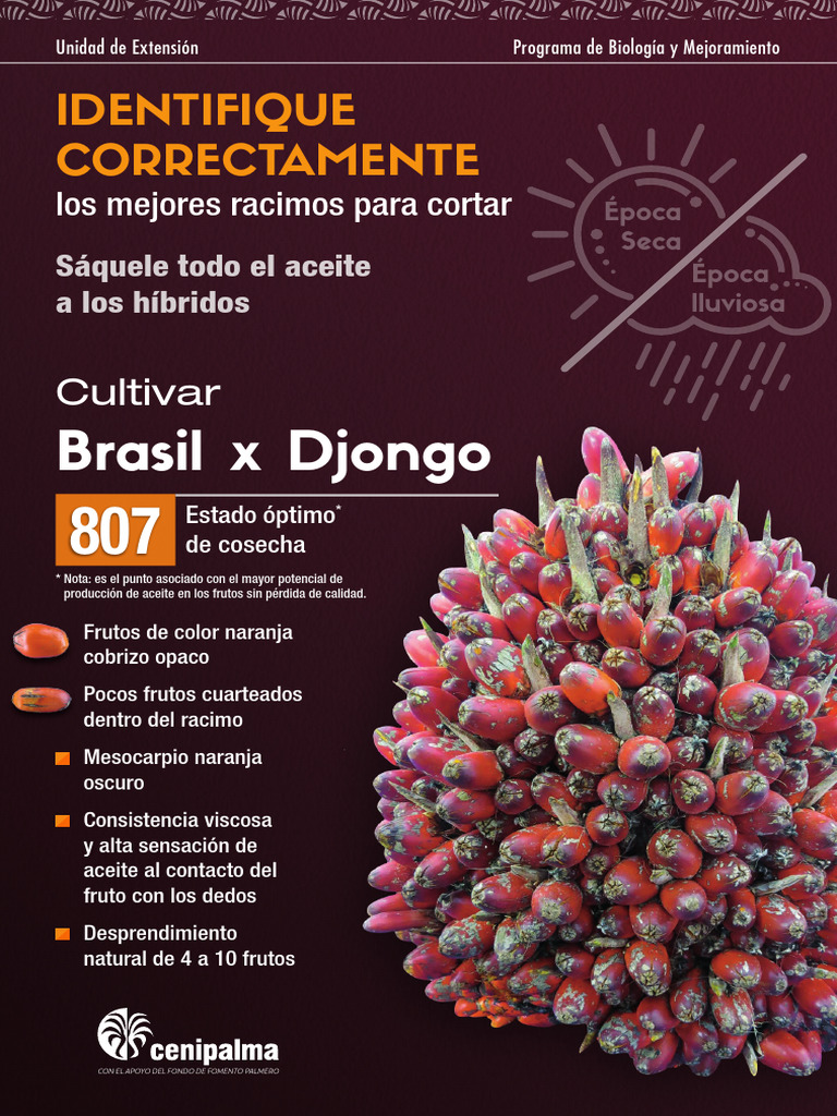 Afiche Brasil x Djongo | PDF