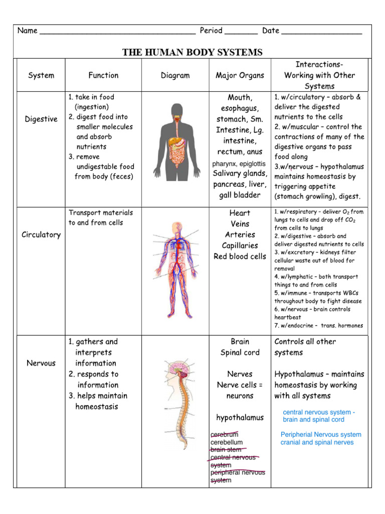 Human+Body+Systems+Chart | PDF
