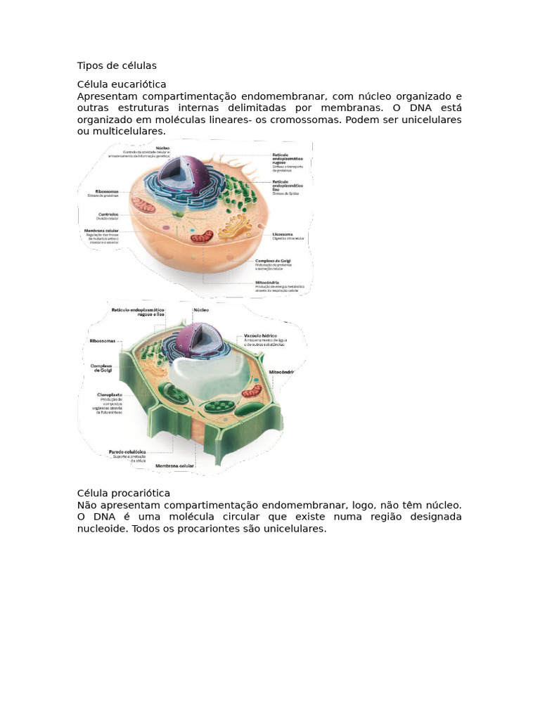 Resumo - Tipos de Células | PDF | Célula (Biologia) | Citoplasma
