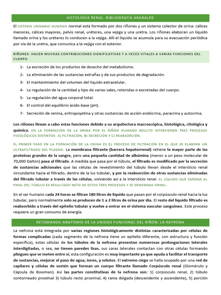 HistologíaRenalNEFRONA | PDF | Riñón | Anatomía
