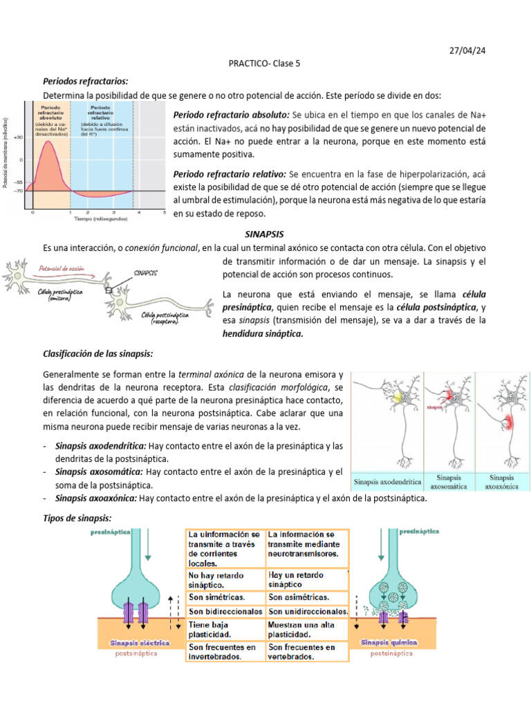 2 Práctico | PDF | Sinapsis | Neurotransmisor