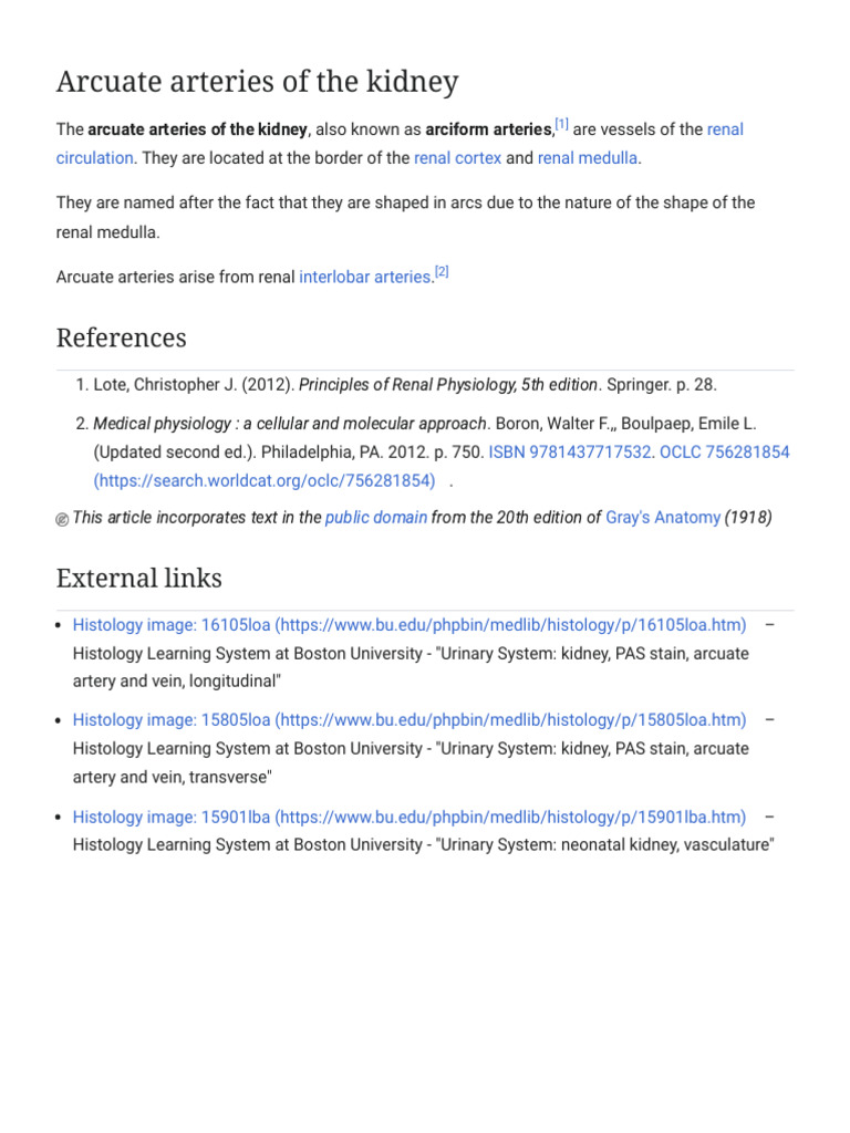Arcuate Arteries of the Kidney - Wikipedia | PDF | Kidney | Artery