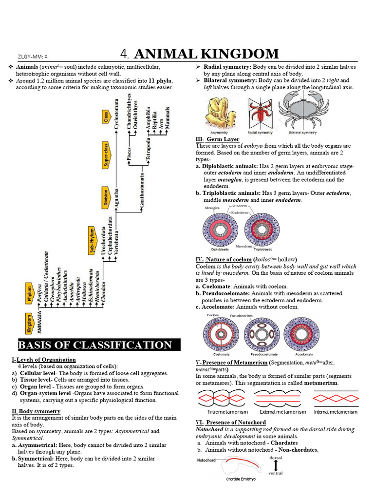 Animal Kingdom | PDF | Sponge | Fish
