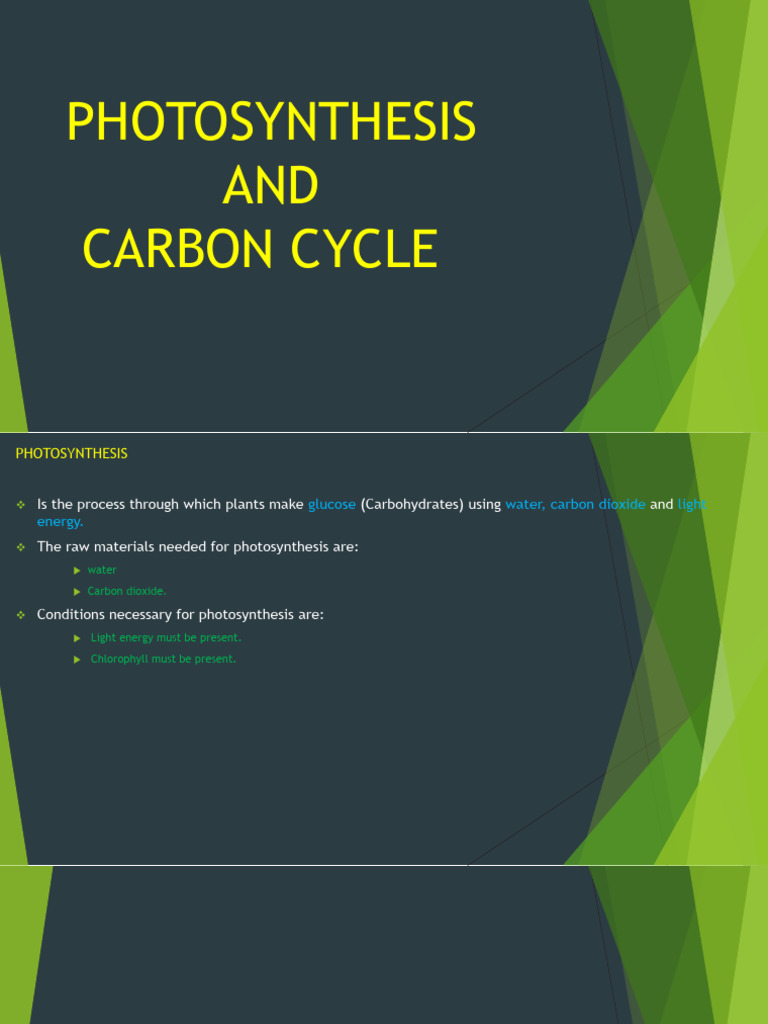 Photosynthesis and Carbon Cycle Section 1 1756445796 | PDF ...