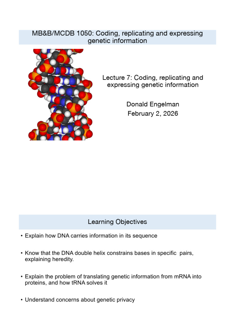 Lecture+7+MB%26B No+Animations | PDF | Base Pair | Rna