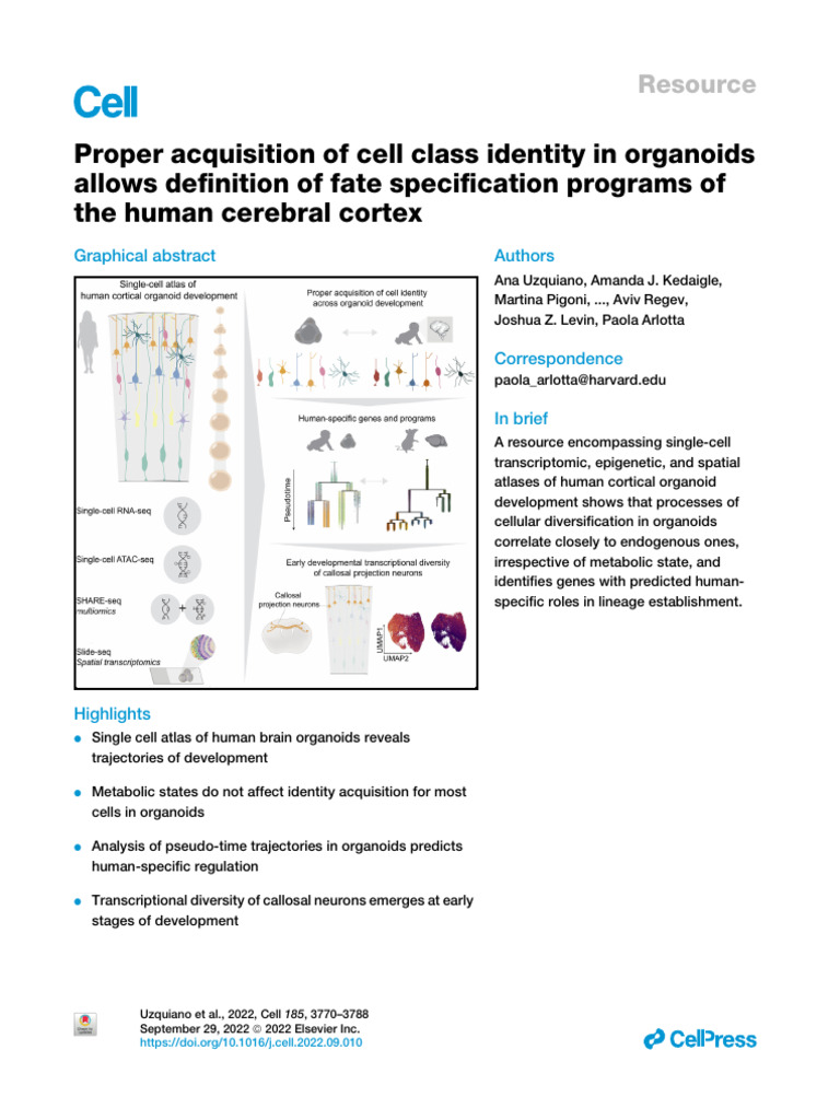 Proper Acquisition of Cell Class Identity in Organoids Allows ...