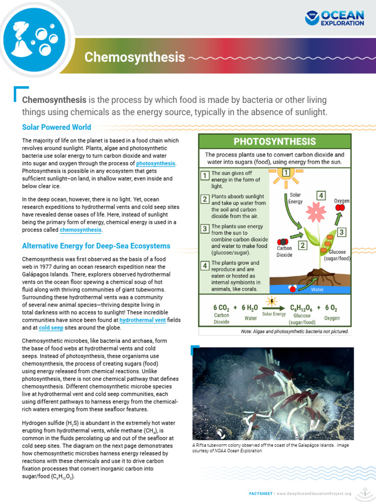 Chemosynthesis Fact Sheet | PDF | Hydrothermal Vent | Photosynthesis