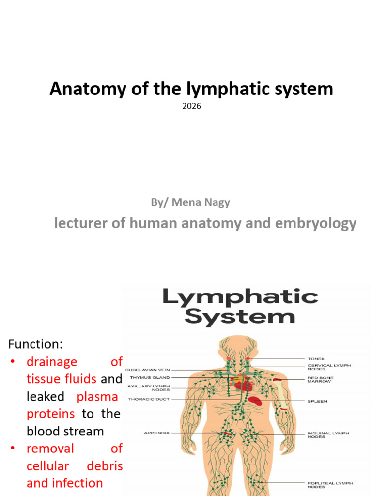 Anatomy of the Lymphatic System_pptx | PDF | Lymph | Lymphatic System