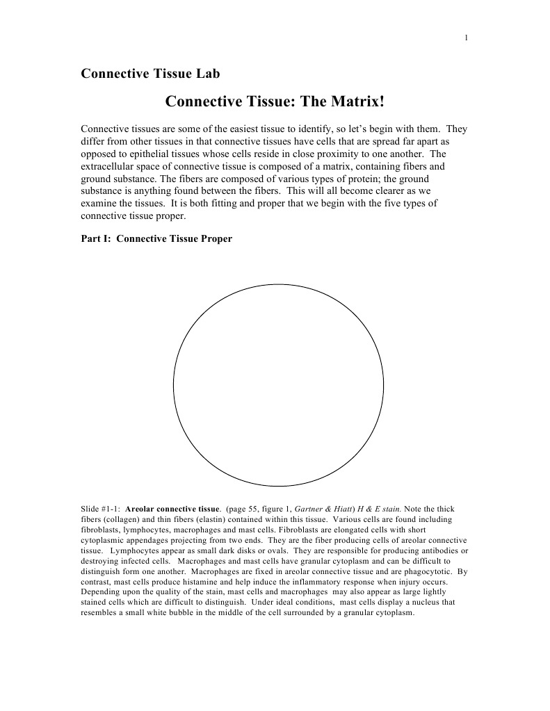 Connective Tissue Types and Functions | PDF | Connective Tissue | Bone