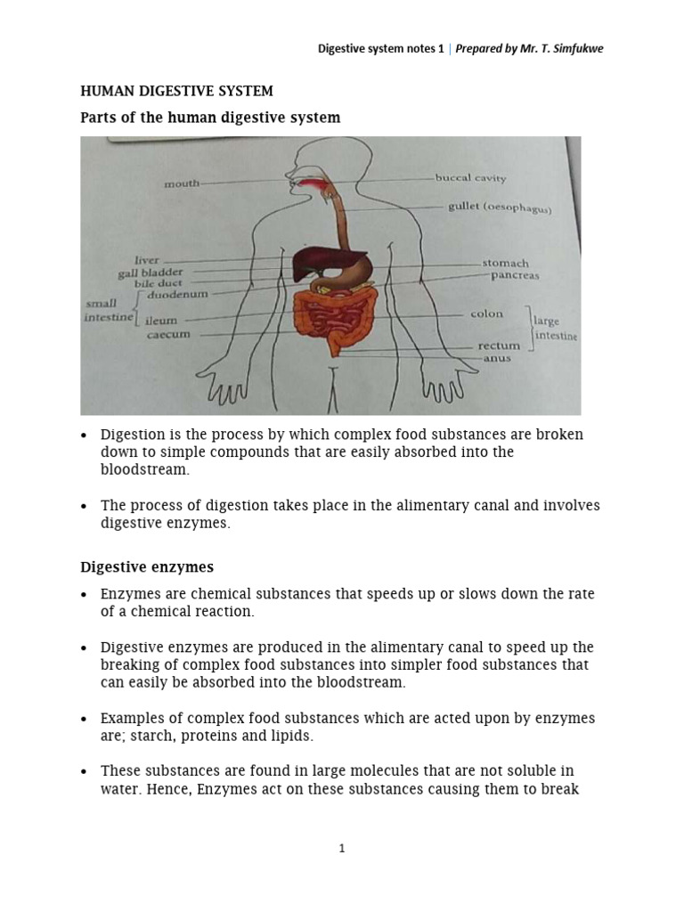 Digestive System Notes 1 | PDF | Small Intestine | Digestion