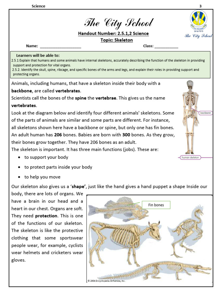 Unit #2 Skeleton | PDF
