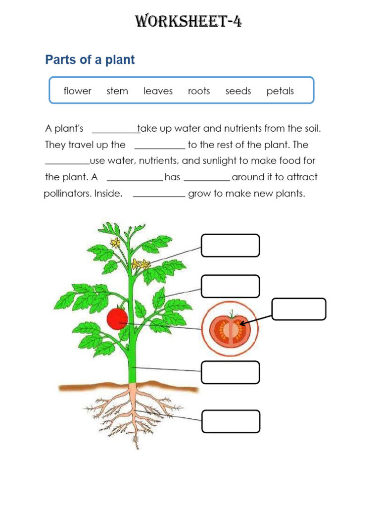 Worksheet 4 | PDF