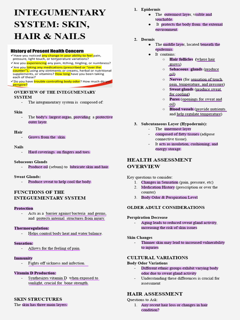 Integumentary System: Skin, Hair & Nails | PDF | Integumentary System ...
