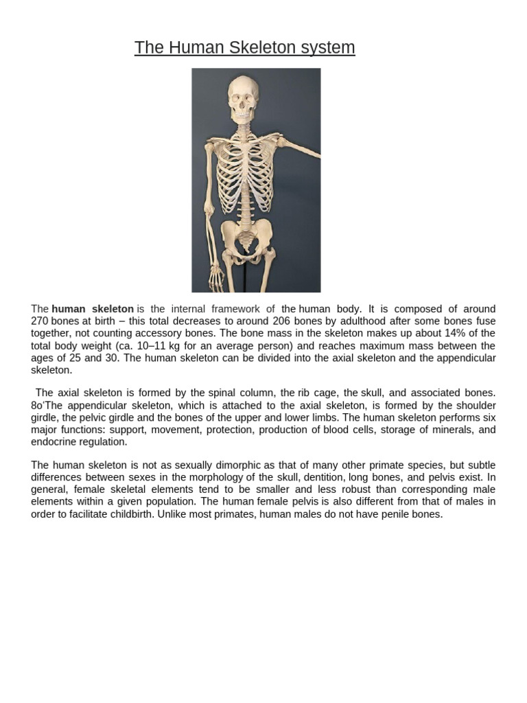 Human Skeleton System Notes 1 | PDF