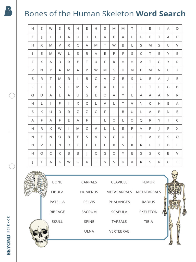 Bones of the Human Skeleton Word Search | PDF