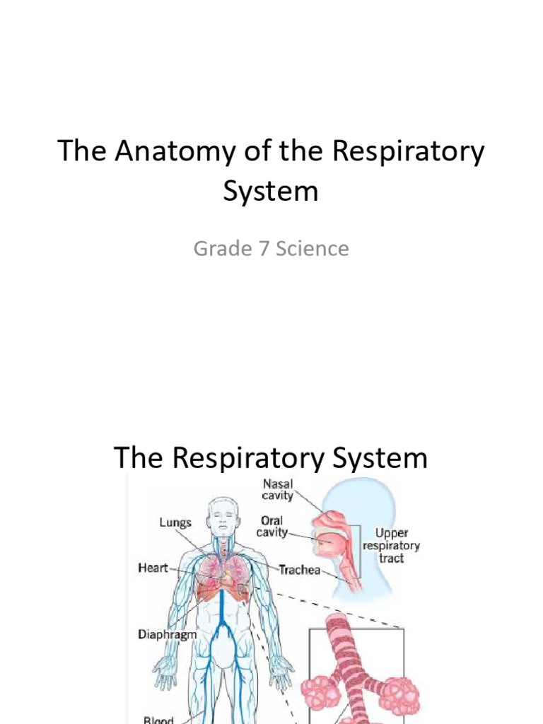 The Anatomy of the Respiratory System G7 | PDF