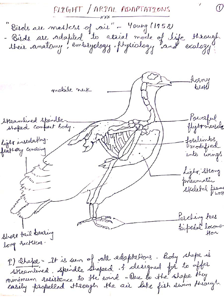 Flight Adaptations in Birds | PDF