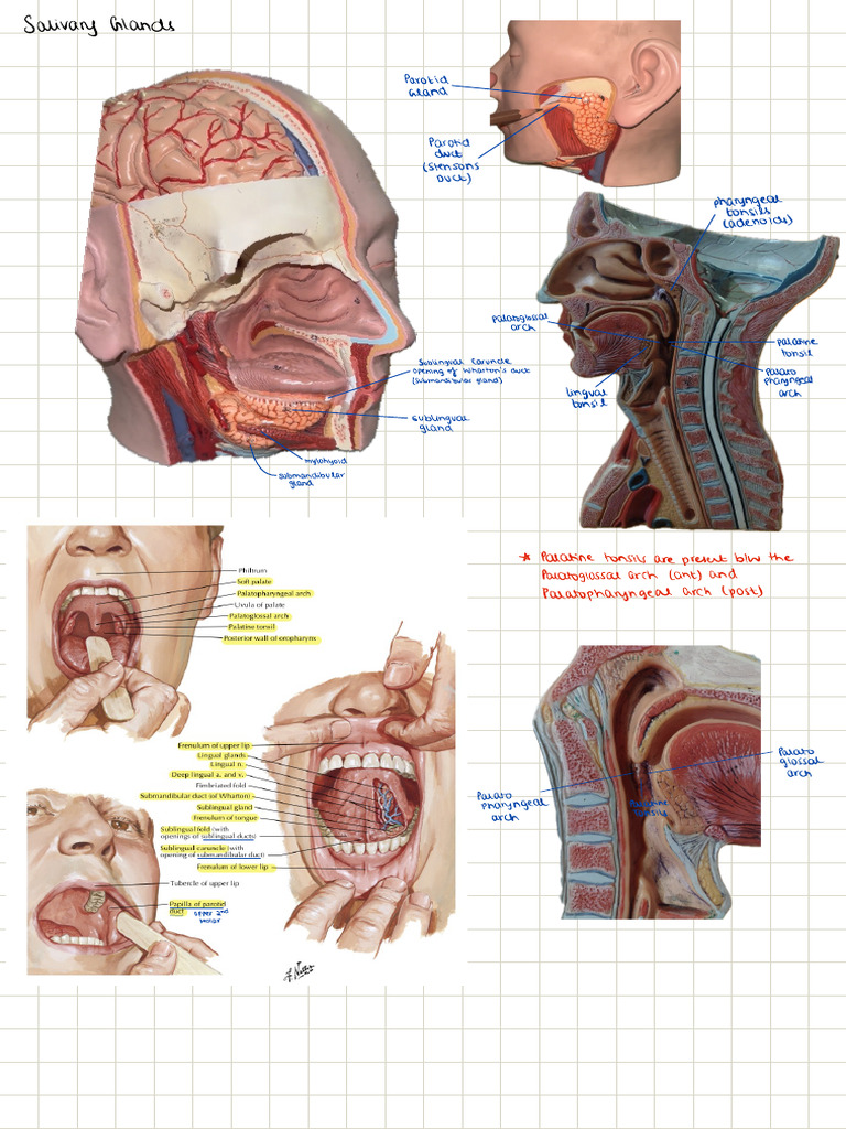 Labelled Models GIT RENAL | PDF