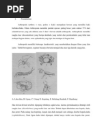 Download Arthropoda by dimasyah SN103781169 doc pdf