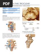 Nervio Troclear: Función y Lesiones | PDF | Anatomía | Sistema nervioso