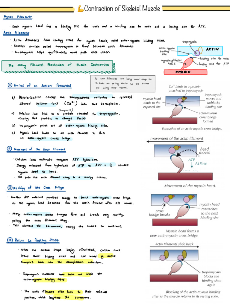 Contraction of Skeletal Muscle - FactRecall 2 | PDF | Muscle ...