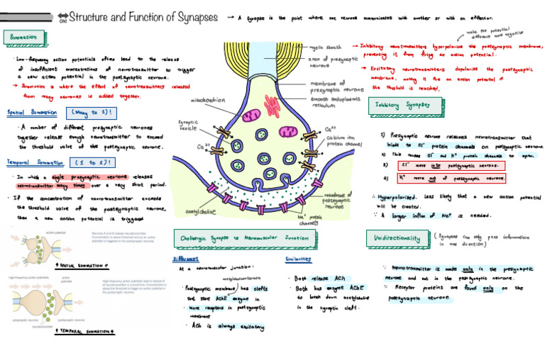 Structure and Function of Synapses - FactRecall 2 | PDF | Chemical ...