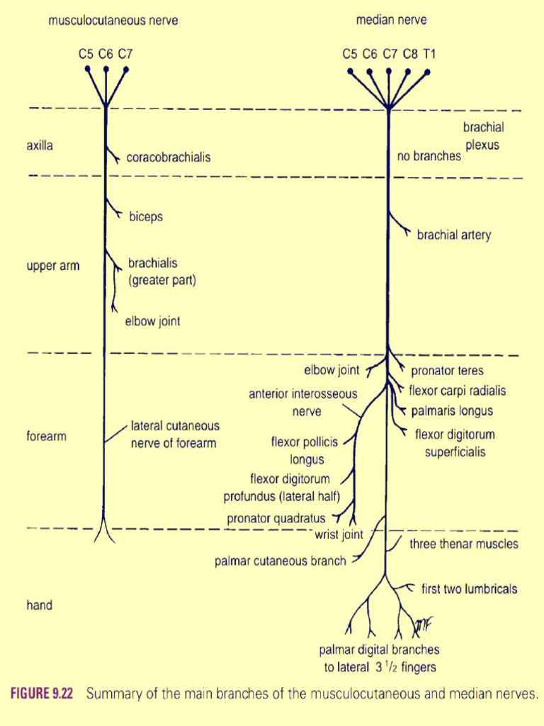 Summary of Major Nerves of Upper and Lower Limbs Compiled by Rana ...