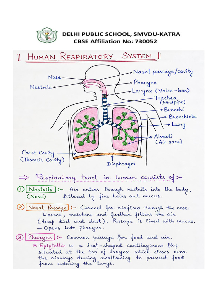 Human Respiration Notes | PDF