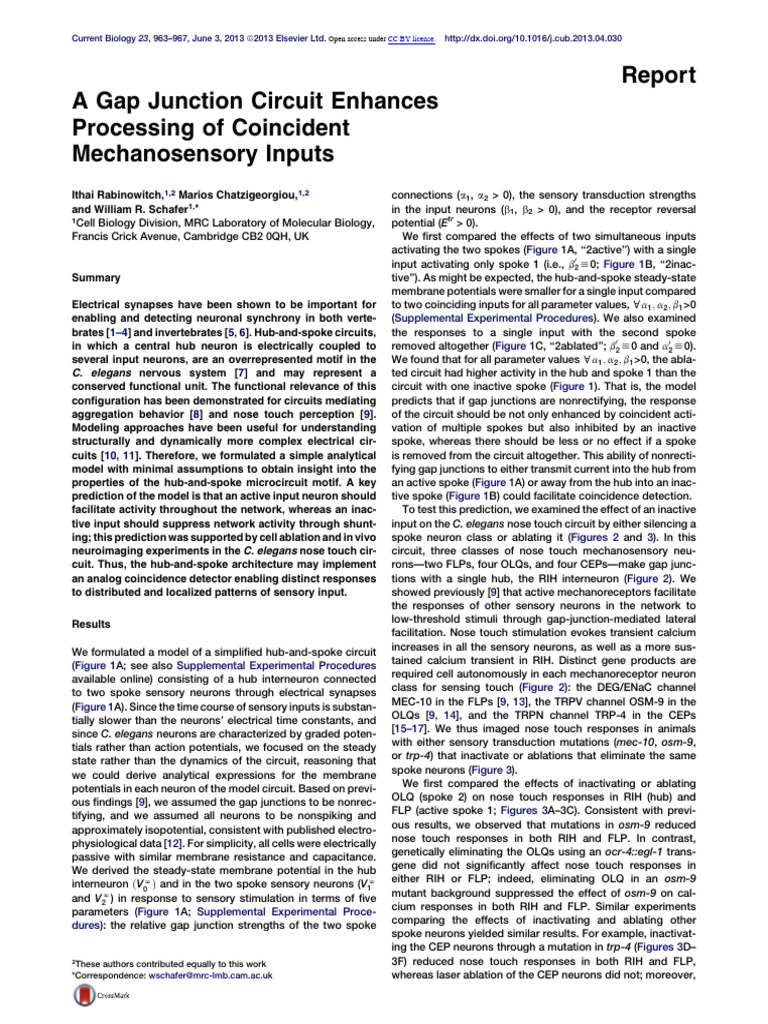 A Gap Junction Circuit Enhances Processing of Coin | PDF | Neuron | Synapse