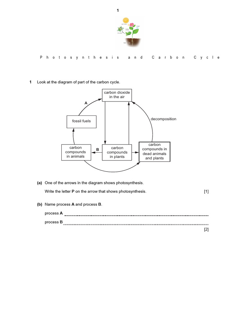 Photosynthesis and Carbon Cycle Progression Test | PDF | Photosynthesis ...