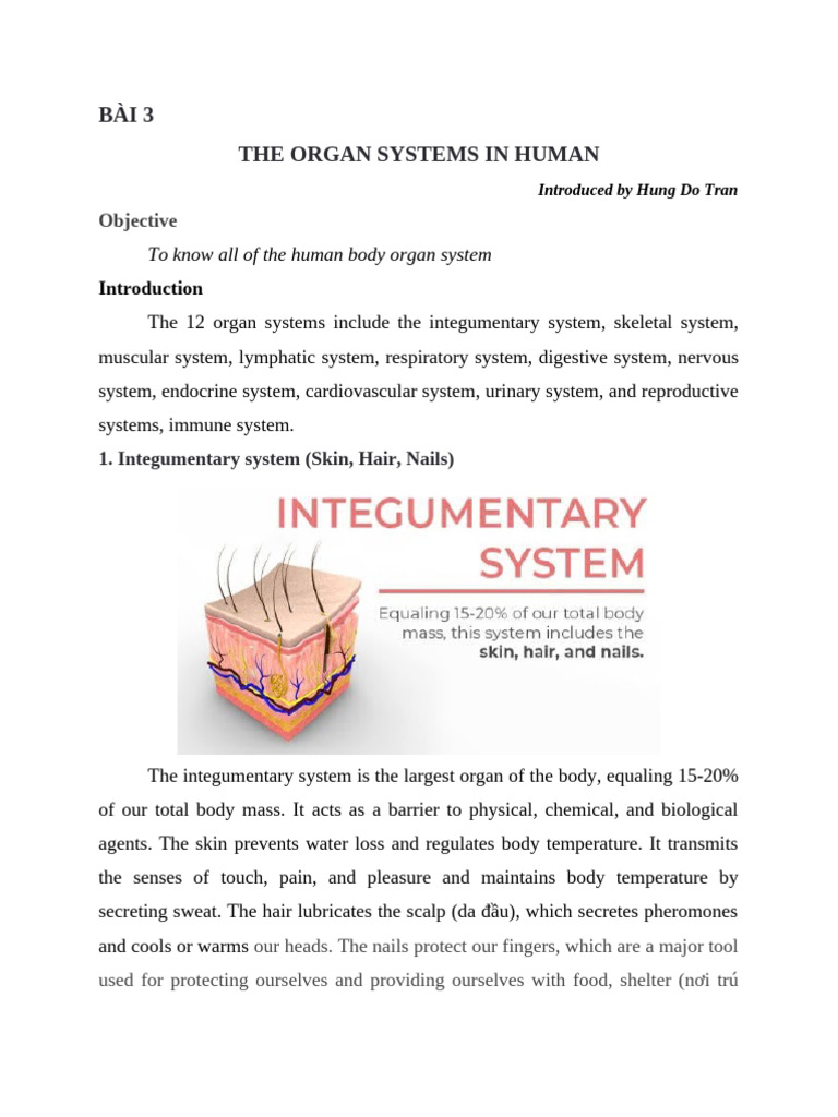 3. Human Body Organ Systems | PDF | Lymphatic System | Human Body