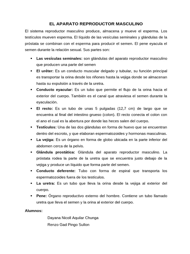 El Aparato Reproductor Masculino Por Terminar | PDF
