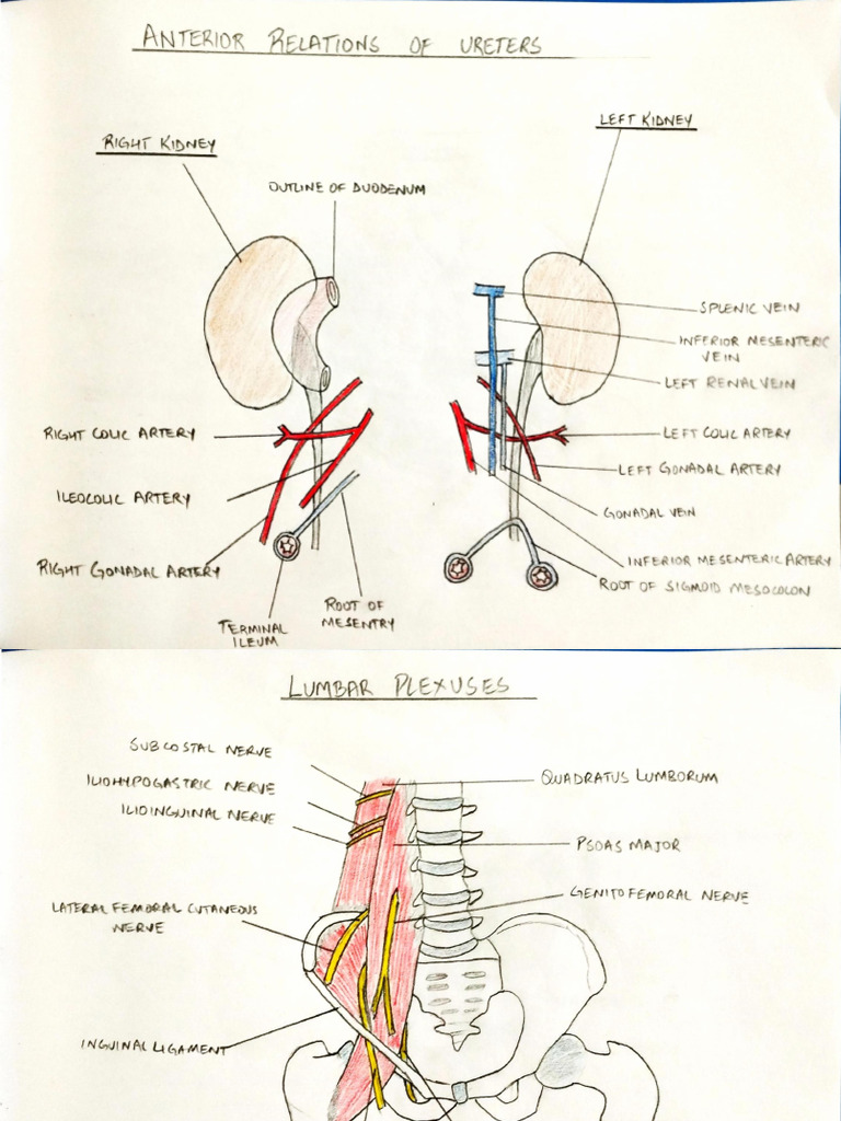 Renal Anatomy Sketch Copy | PDF